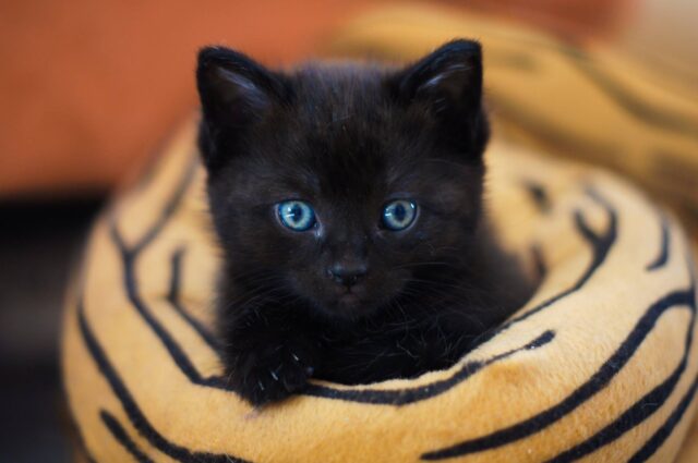 黒猫,夢,宝くじ,当たる